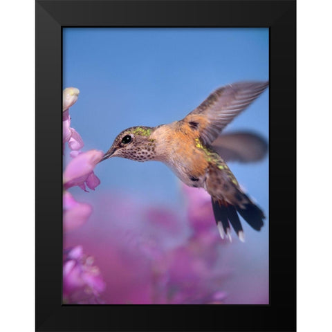 Broad Tailed Hummingbirds Female Black Modern Wood Framed Art Print by Fitzharris, Tim