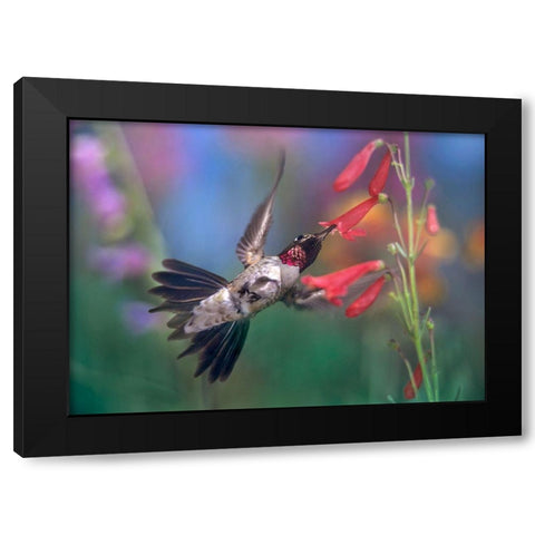 Broad Tailed Hummingbird at Scarlet Bugler Black Modern Wood Framed Art Print by Fitzharris, Tim