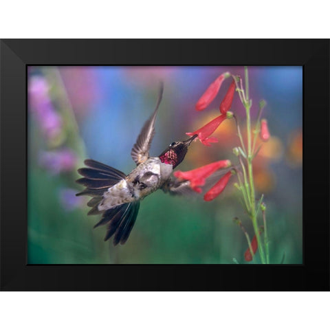 Broad Tailed Hummingbird at Scarlet Bugler Black Modern Wood Framed Art Print by Fitzharris, Tim