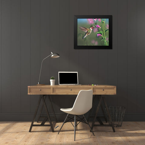 Broad Tailed Hummingbird at Penstemon Black Modern Wood Framed Art Print by Fitzharris, Tim