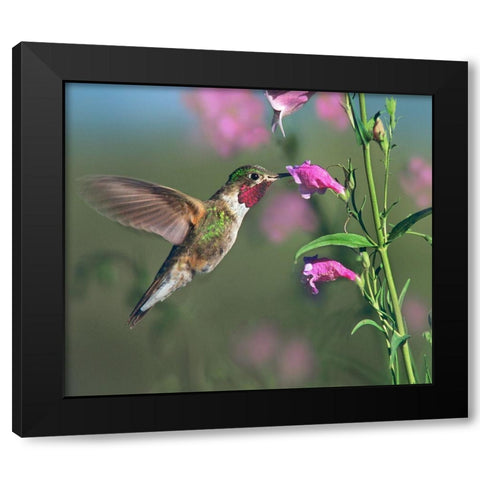 Broad Tailed Hummingbird at Penstemon Black Modern Wood Framed Art Print with Double Matting by Fitzharris, Tim