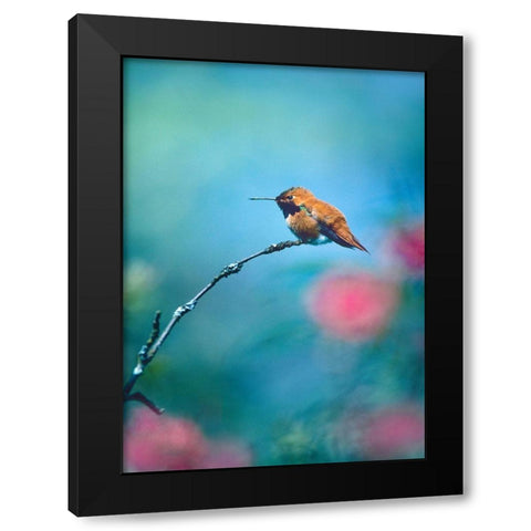 Rufous Hummingbird Sitting on Branch Black Modern Wood Framed Art Print by Fitzharris, Tim