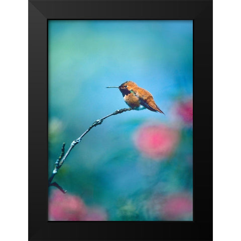 Rufous Hummingbird Sitting on Branch Black Modern Wood Framed Art Print by Fitzharris, Tim