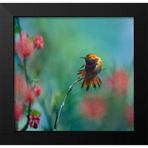Rufous Hummingbird Sitting on Branch Black Modern Wood Framed Art Print by Fitzharris, Tim