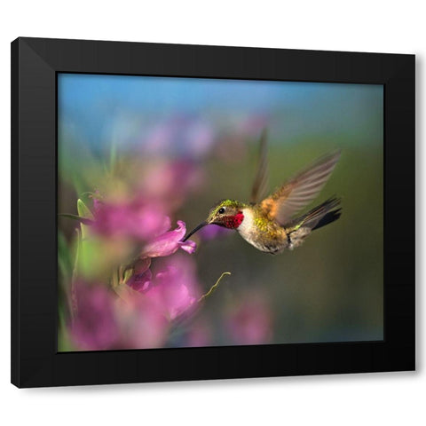 Broad Tailed Hummingbird at Penstemon Black Modern Wood Framed Art Print with Double Matting by Fitzharris, Tim