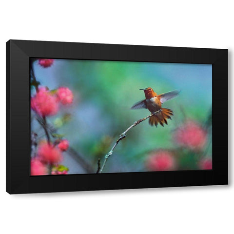 Rufous Hummingbird Among Red Flowered Currants Black Modern Wood Framed Art Print by Fitzharris, Tim