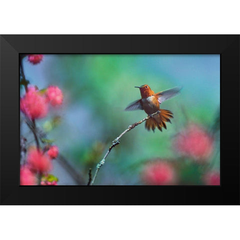 Rufous Hummingbird Among Red Flowered Currants Black Modern Wood Framed Art Print by Fitzharris, Tim