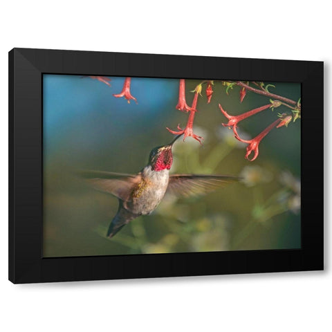 Broad Tailed Hummingbird at Scarlet Trumpets Black Modern Wood Framed Art Print by Fitzharris, Tim