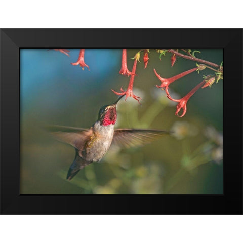 Broad Tailed Hummingbird at Scarlet Trumpets Black Modern Wood Framed Art Print by Fitzharris, Tim