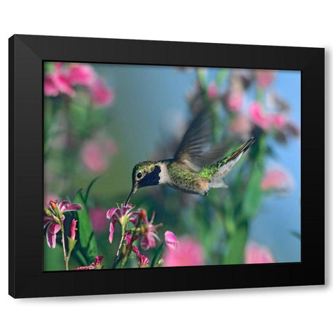 Black Chinned Hummingbird Black Modern Wood Framed Art Print with Double Matting by Fitzharris, Tim