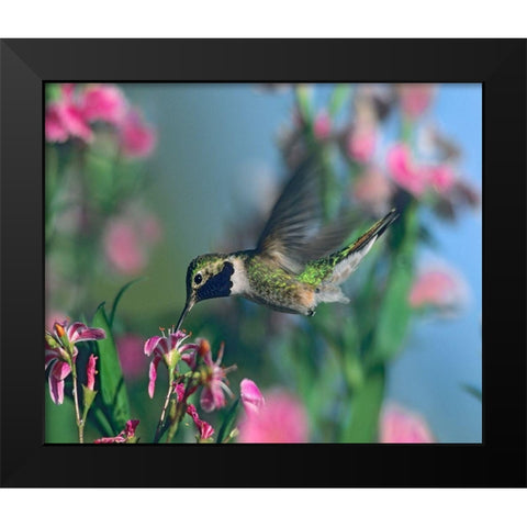 Black Chinned Hummingbird Black Modern Wood Framed Art Print by Fitzharris, Tim