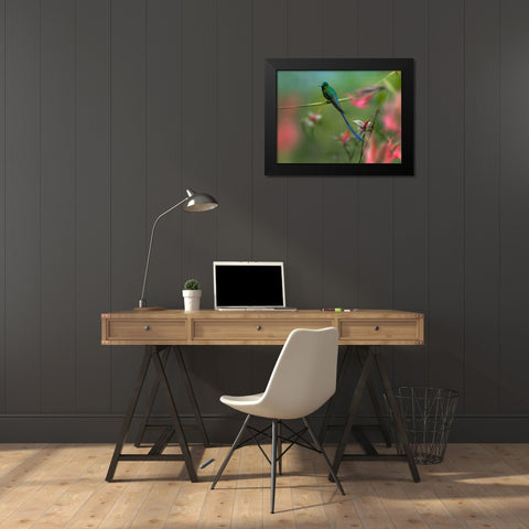 Long Tailed Sylph Hummingbird Ecuador Black Modern Wood Framed Art Print by Fitzharris, Tim
