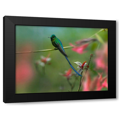Long Tailed Sylph Hummingbird Ecuador Black Modern Wood Framed Art Print by Fitzharris, Tim