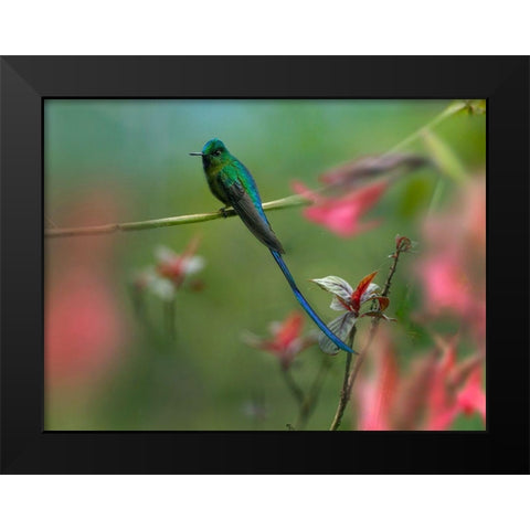 Long Tailed Sylph Hummingbird Ecuador Black Modern Wood Framed Art Print by Fitzharris, Tim