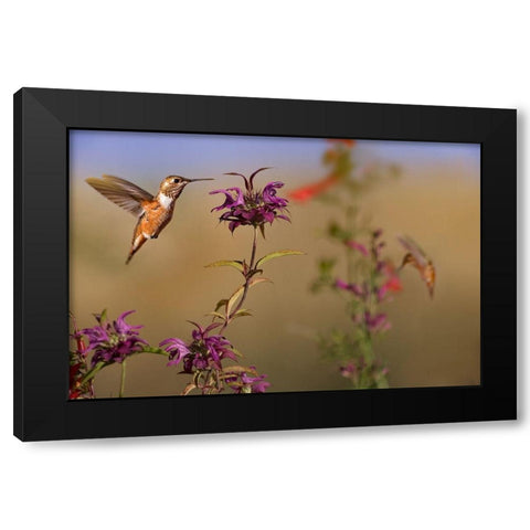 Broad Tailed Hummingbird Black Modern Wood Framed Art Print with Double Matting by Fitzharris, Tim