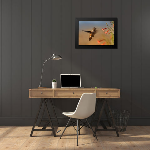 Broad Tailed Hummingbird Black Modern Wood Framed Art Print by Fitzharris, Tim