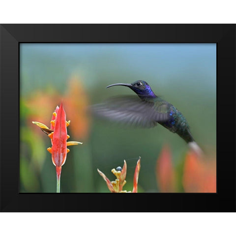 Violet Sabrewing Hummingbird Black Modern Wood Framed Art Print by Fitzharris, Tim