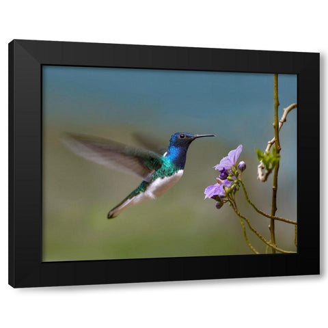 White Necked Jacobin Hummingbird Black Modern Wood Framed Art Print with Double Matting by Fitzharris, Tim