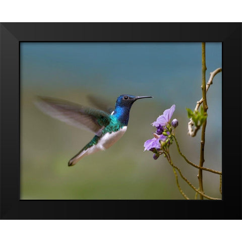 White Necked Jacobin Hummingbird Black Modern Wood Framed Art Print by Fitzharris, Tim