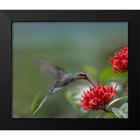 Green Hermit Female Black Modern Wood Framed Art Print by Fitzharris, Tim