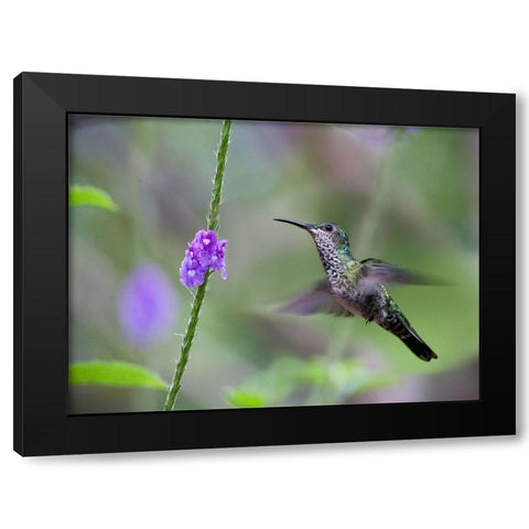 White Necked Jacobin Hummingbird Female at Porterweed Black Modern Wood Framed Art Print with Double Matting by Fitzharris, Tim