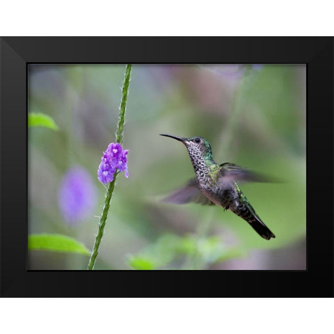 White Necked Jacobin Hummingbird Female at Porterweed Black Modern Wood Framed Art Print by Fitzharris, Tim