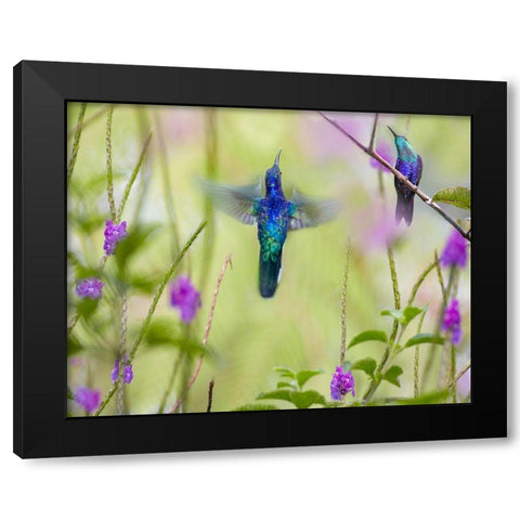 Violet Sabrewing and Crowned Woodnymph Hummingbirds Black Modern Wood Framed Art Print with Double Matting by Fitzharris, Tim