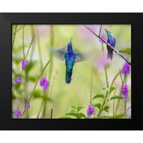 Violet Sabrewing and Crowned Woodnymph Hummingbirds Black Modern Wood Framed Art Print by Fitzharris, Tim