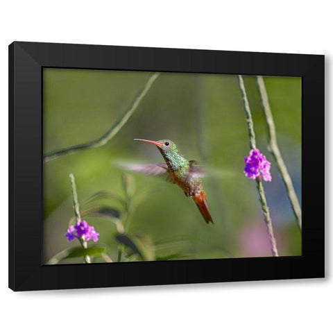 Rufous Tailed Hummingbird Black Modern Wood Framed Art Print by Fitzharris, Tim