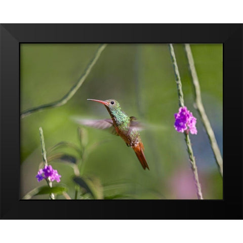 Rufous Tailed Hummingbird Black Modern Wood Framed Art Print by Fitzharris, Tim