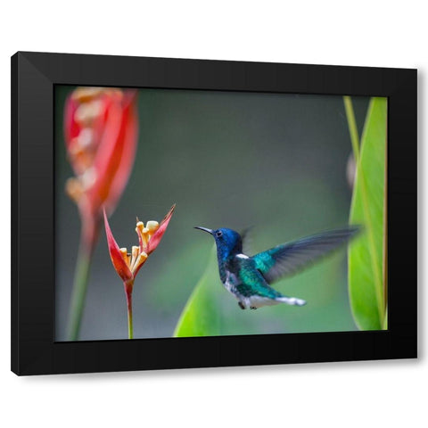 White Necked Jacobin Hummingbird Black Modern Wood Framed Art Print with Double Matting by Fitzharris, Tim