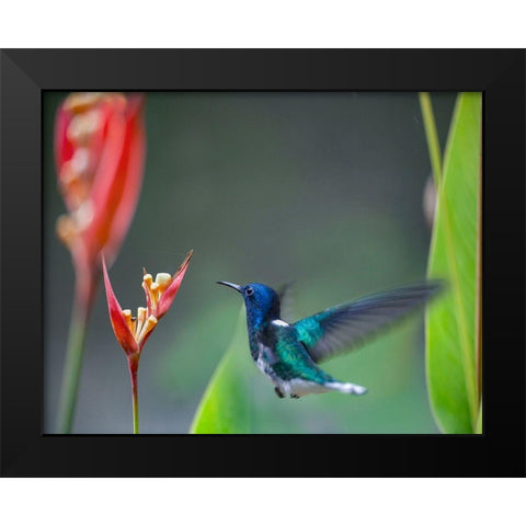 White Necked Jacobin Hummingbird Black Modern Wood Framed Art Print by Fitzharris, Tim