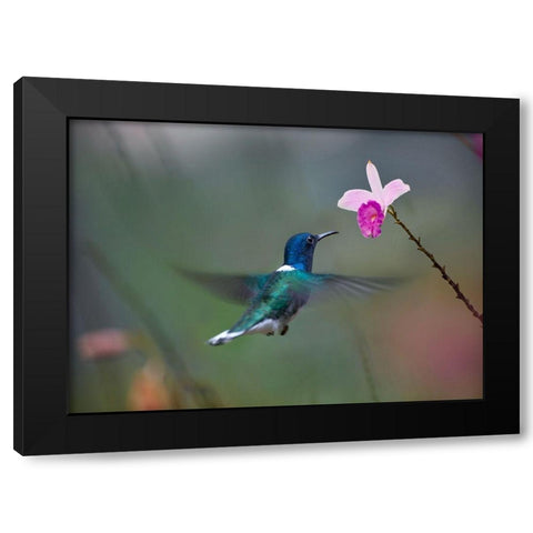 White Necked Hummingbird at Bamboo Orchid Black Modern Wood Framed Art Print with Double Matting by Fitzharris, Tim