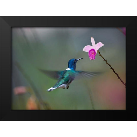 White Necked Hummingbird at Bamboo Orchid Black Modern Wood Framed Art Print by Fitzharris, Tim