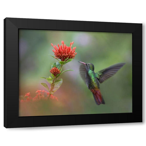 Rufous Tailed Hummingbird Black Modern Wood Framed Art Print with Double Matting by Fitzharris, Tim