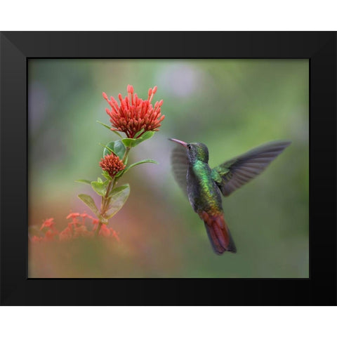 Rufous Tailed Hummingbird Black Modern Wood Framed Art Print by Fitzharris, Tim