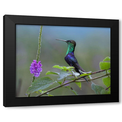 Crowned Woodnymph Hummingbird Black Modern Wood Framed Art Print by Fitzharris, Tim