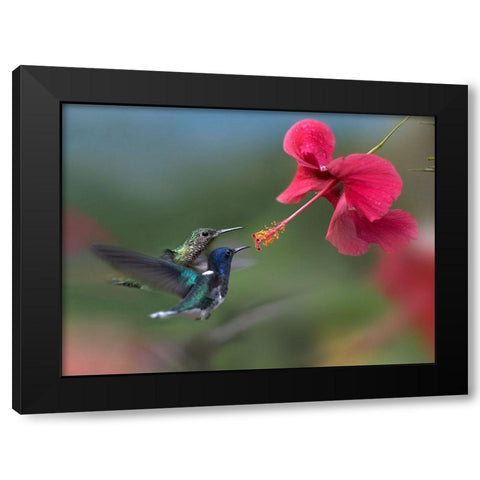 White Necked Jacobin Hummingbirds at Hibiscus Black Modern Wood Framed Art Print with Double Matting by Fitzharris, Tim