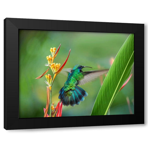 Green Violet T-Ear Hummingbird Black Modern Wood Framed Art Print with Double Matting by Fitzharris, Tim