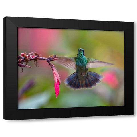 Green Violet T-Ear Hummingbird Black Modern Wood Framed Art Print with Double Matting by Fitzharris, Tim