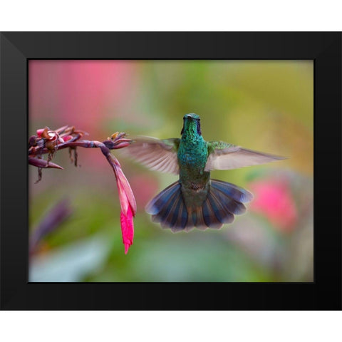 Green Violet T-Ear Hummingbird Black Modern Wood Framed Art Print by Fitzharris, Tim