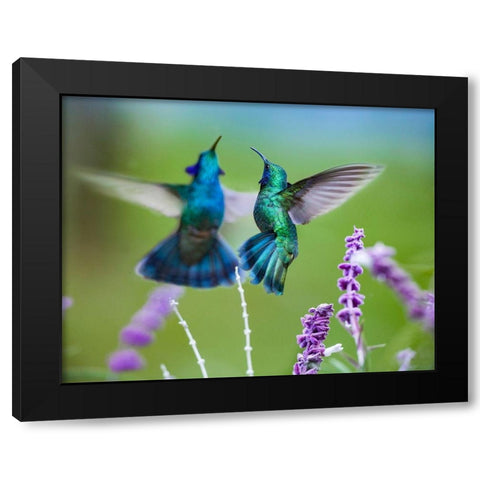 Green Violet T-Ear Hummingbird Black Modern Wood Framed Art Print with Double Matting by Fitzharris, Tim