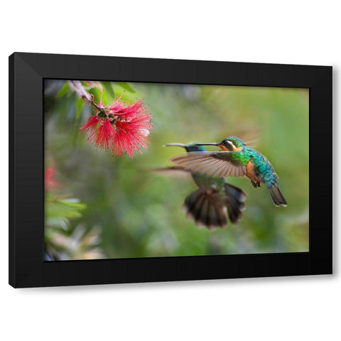 Gray Tailed Mountain Gem Female and Green Violet-Ear Hummingbird Black Modern Wood Framed Art Print with Double Matting by Fitzharris, Tim