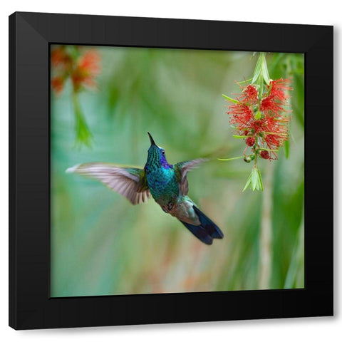 Green Violet T-Ear Hummingbird Black Modern Wood Framed Art Print by Fitzharris, Tim