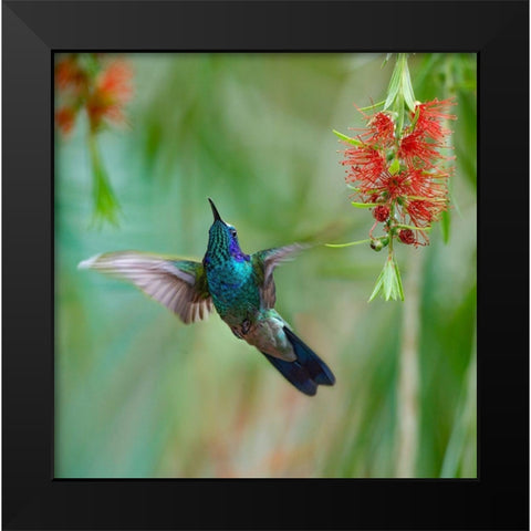 Green Violet T-Ear Hummingbird Black Modern Wood Framed Art Print by Fitzharris, Tim