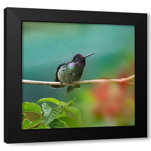 Magnificent Hummingbird Black Modern Wood Framed Art Print with Double Matting by Fitzharris, Tim