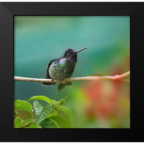 Magnificent Hummingbird Black Modern Wood Framed Art Print by Fitzharris, Tim