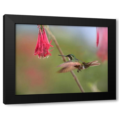 Gray Tailed Mountain Gem Hummingbird Black Modern Wood Framed Art Print by Fitzharris, Tim