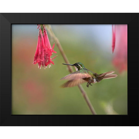 Gray Tailed Mountain Gem Hummingbird Black Modern Wood Framed Art Print by Fitzharris, Tim