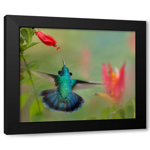 Green Violet-Ear Hummingbird Black Modern Wood Framed Art Print with Double Matting by Fitzharris, Tim